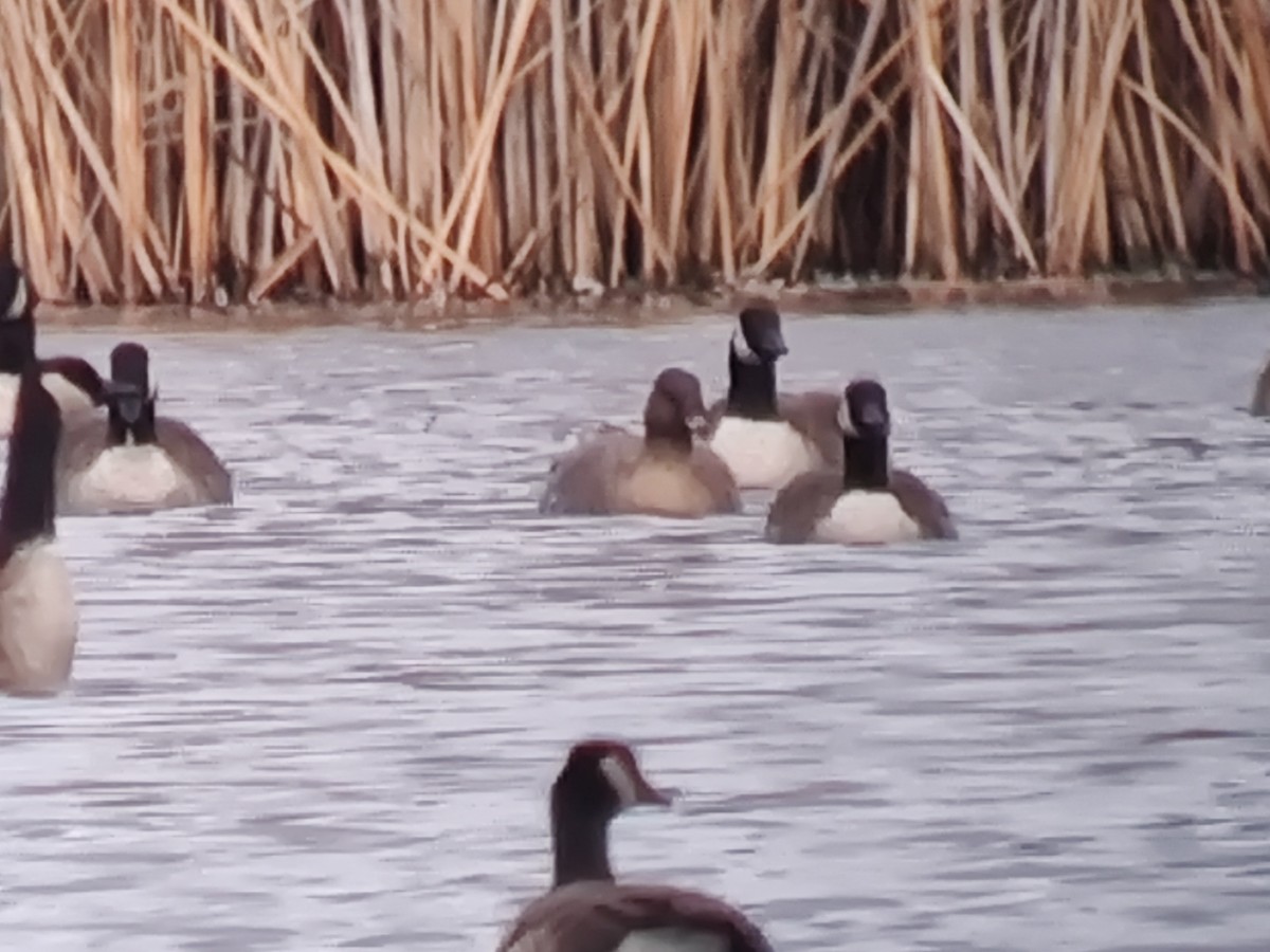 אווז קצר-מקור - ML646039944
