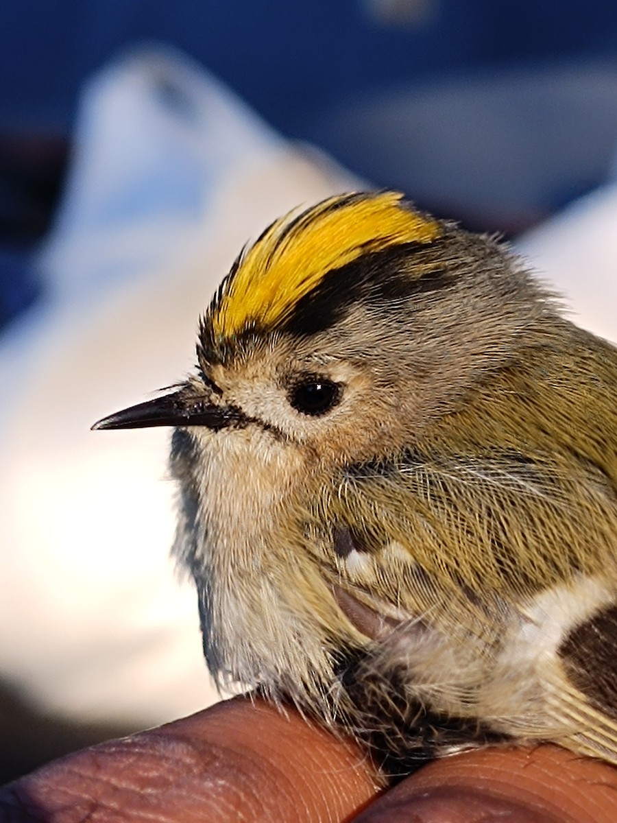 Желтоголовый королёк - ML646039945