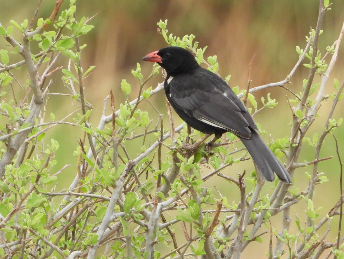 Красноклювый буйволов ткач - ML646039947