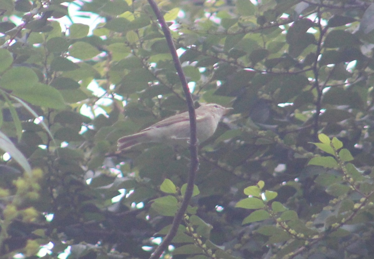 Зелёная пеночка - ML646039948