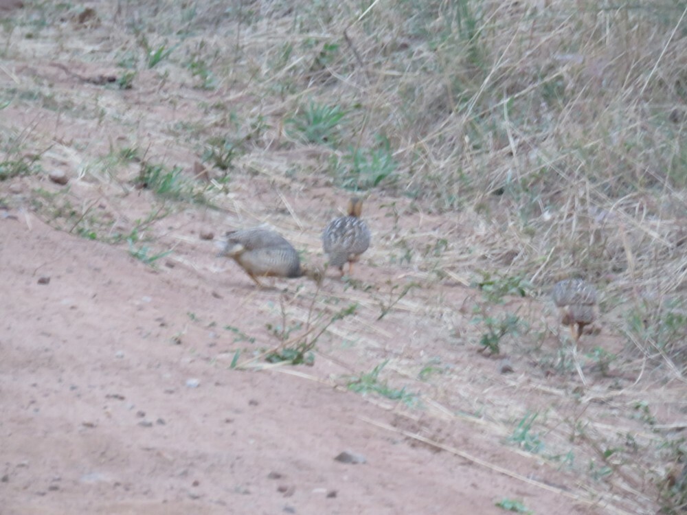 Рыжеголовый франколин - ML646039950