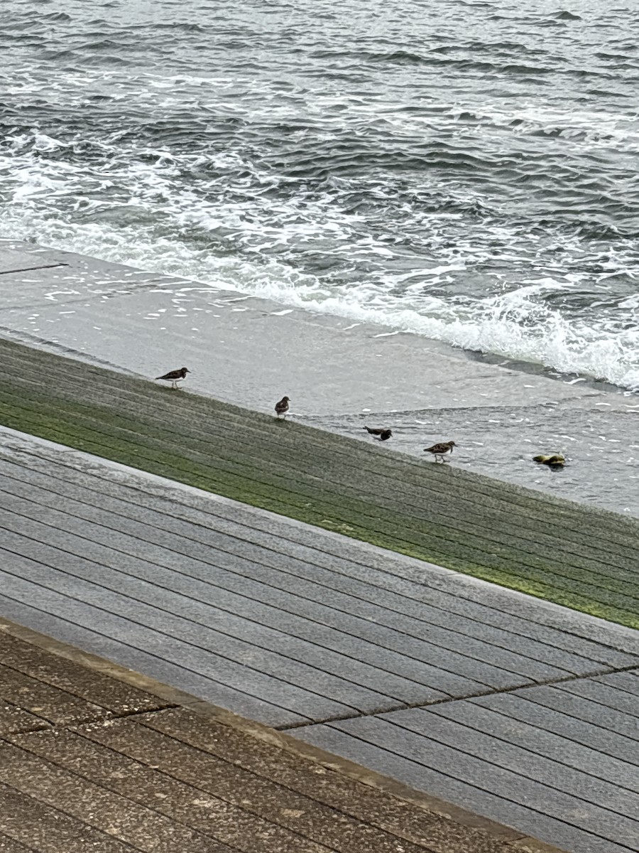 Камнешарка - ML646039951