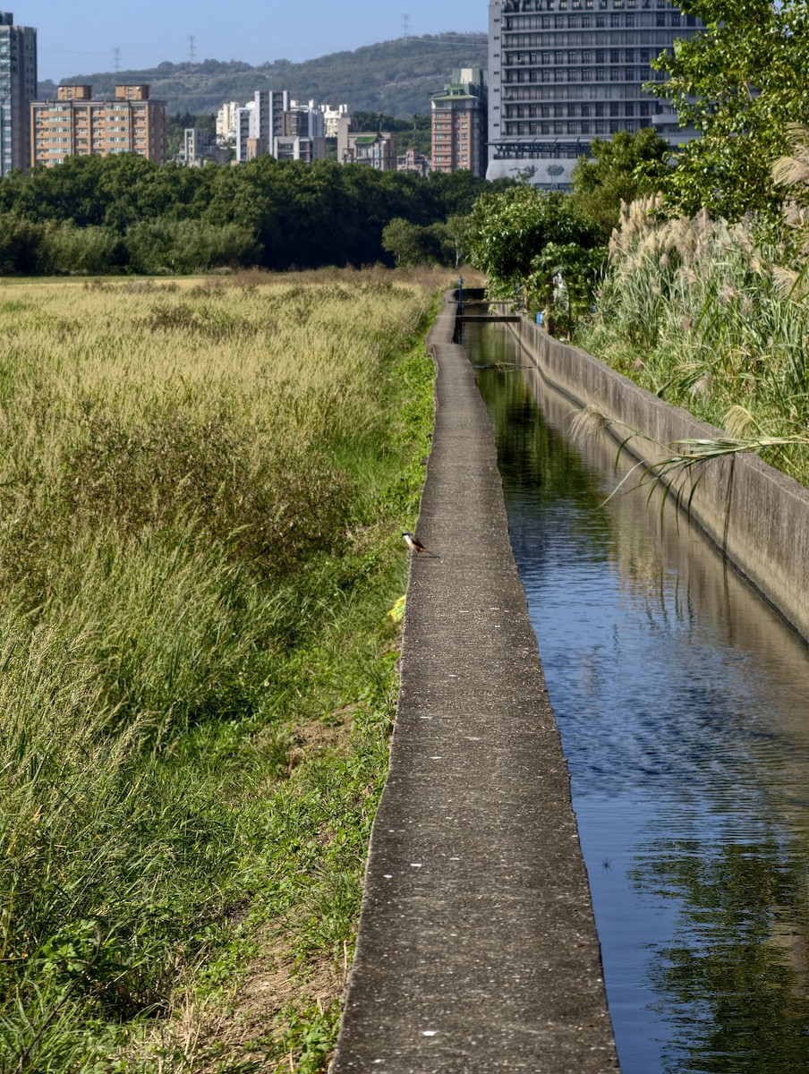 Длиннохвостый сорокопут - ML646039955