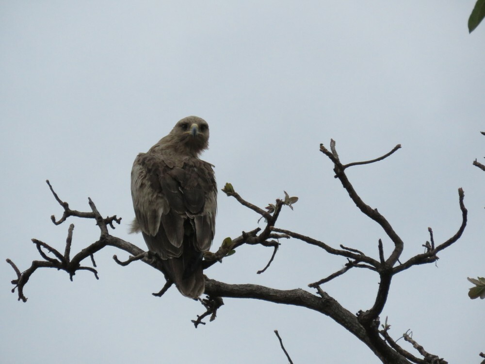 Саванный орёл - ML646039956