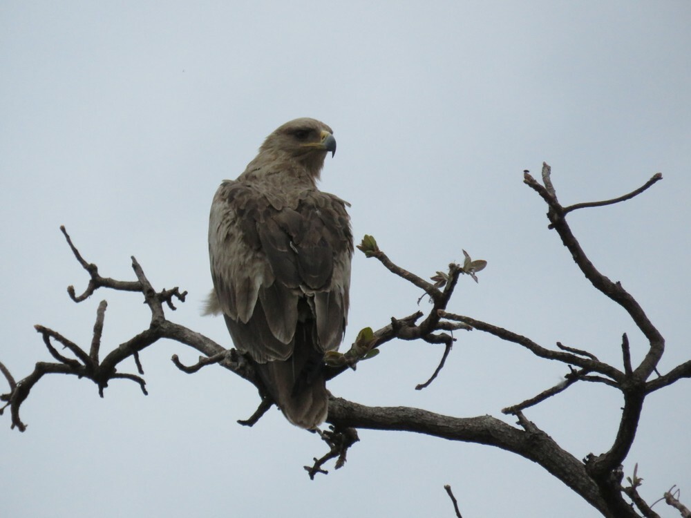 Саванный орёл - ML646039957