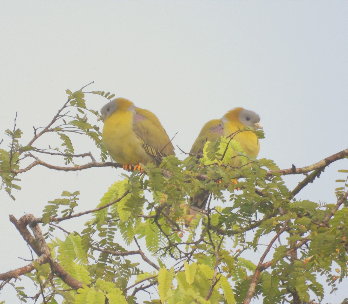 Желтоногий зелёный голубь - ML646039959