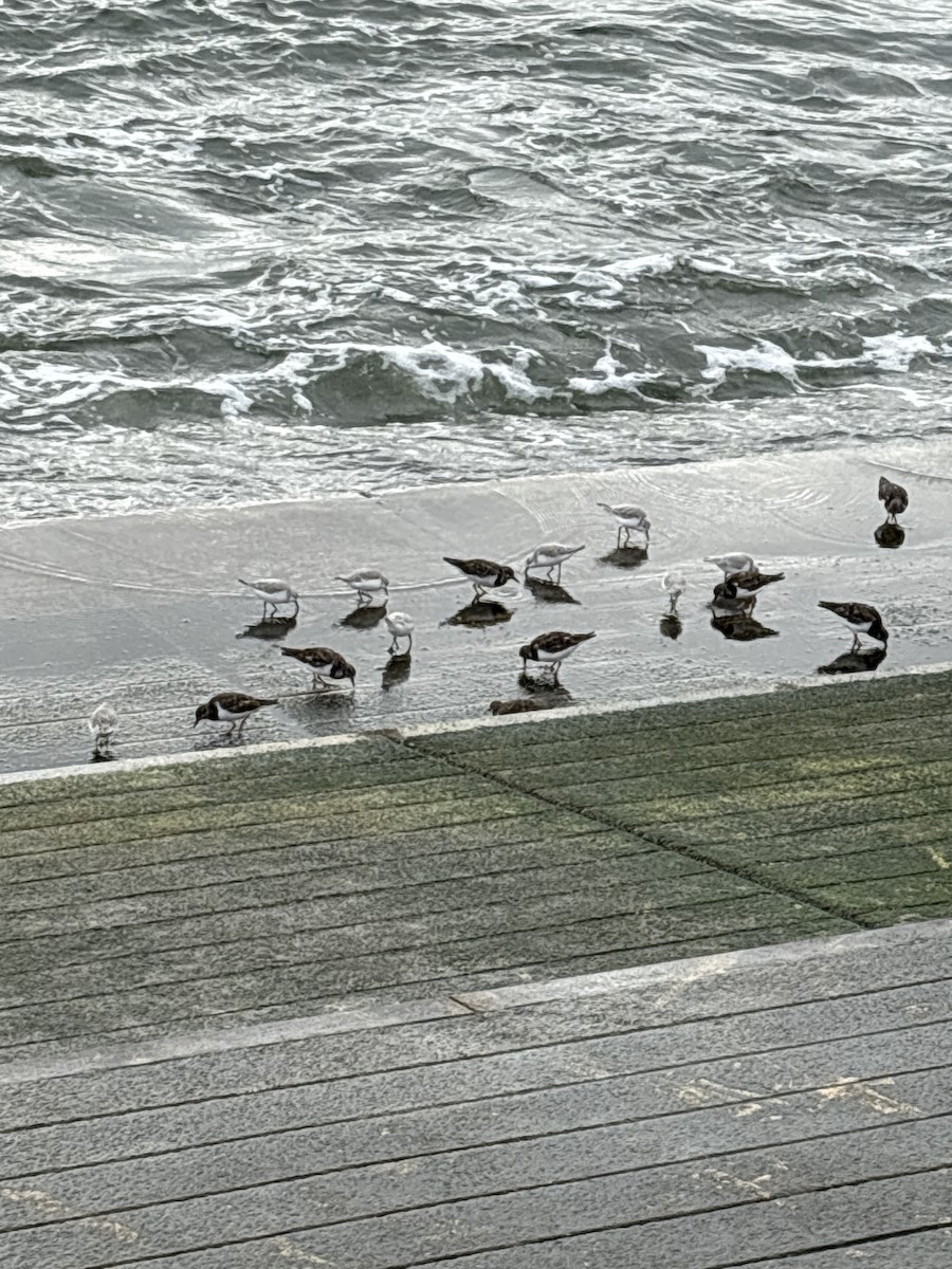 Песчанка - ML646039960