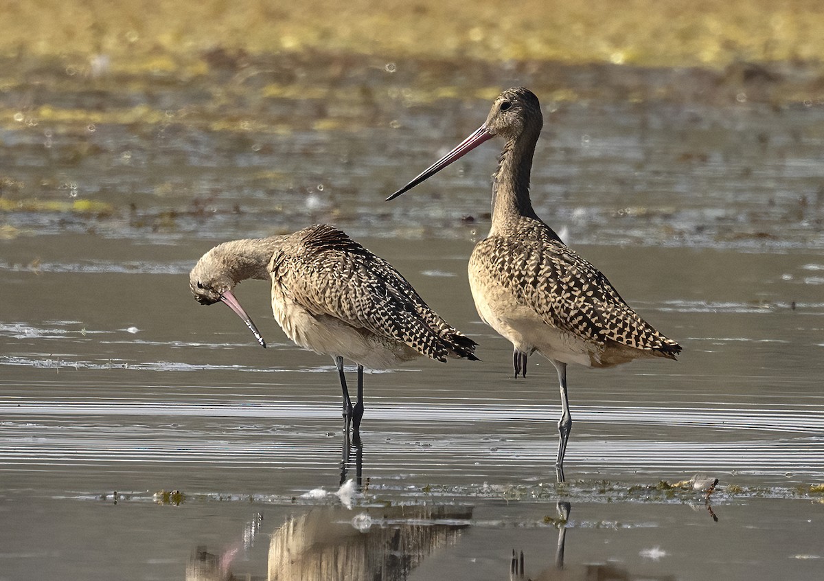 Пятнистый веретенник - ML646039962