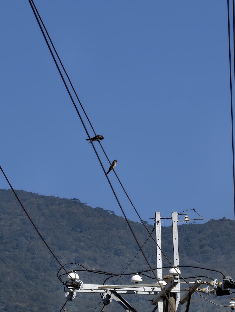 Домовая ласточка - ML646039963