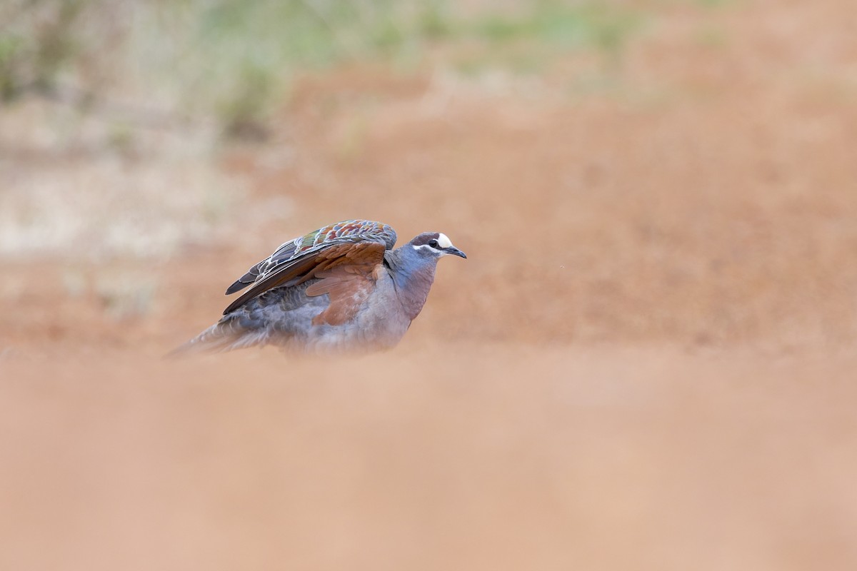 holub bronzovokřídlý - ML646039969