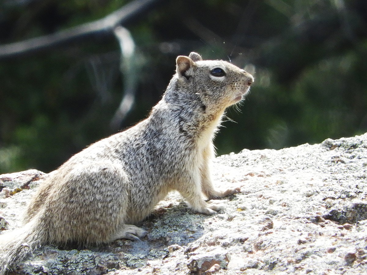 Rock Squirrel - ML646039974