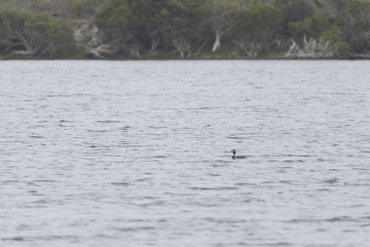 potápka roháč - ML646039976