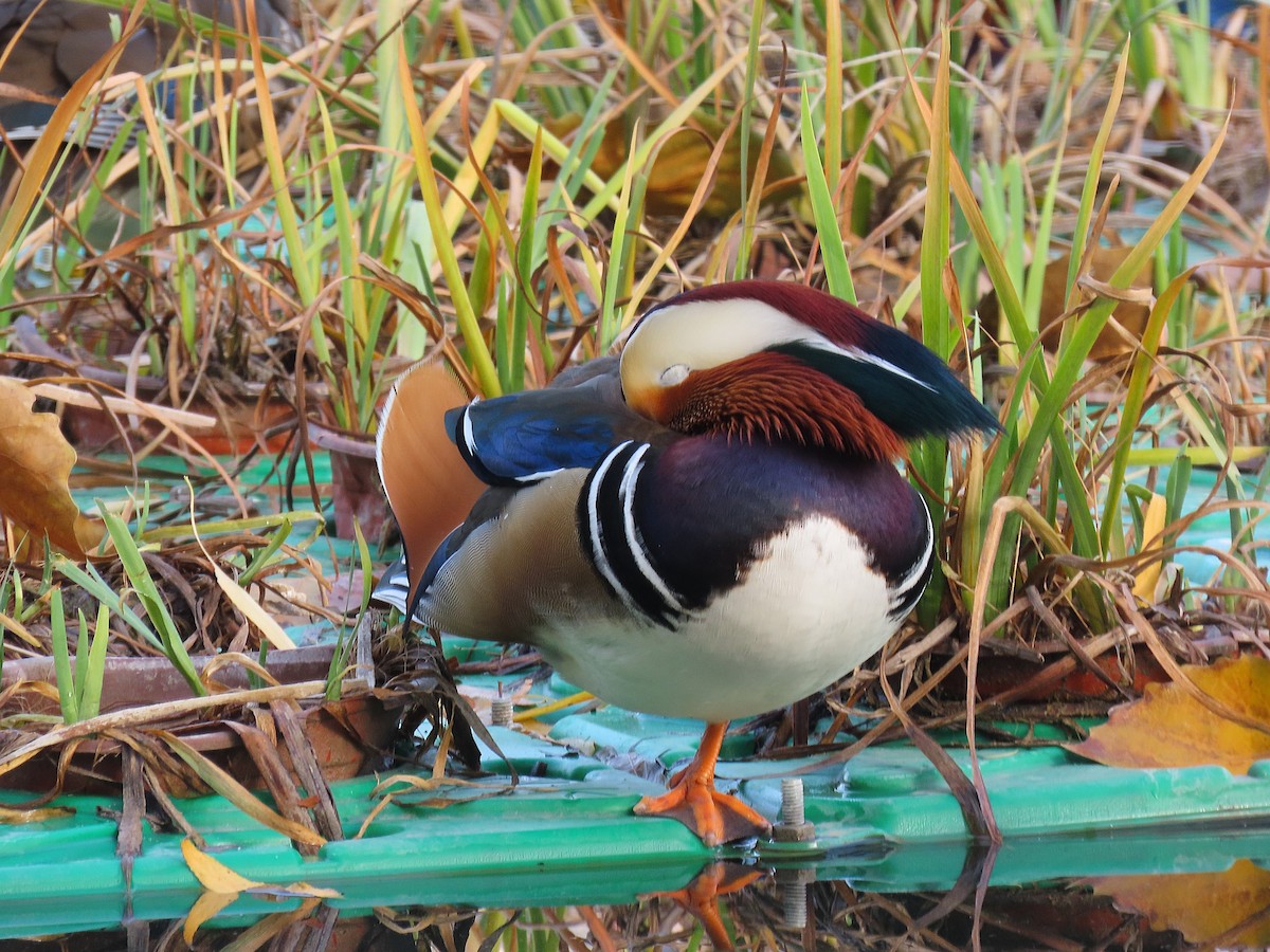 Mandarin Duck - ML646039983