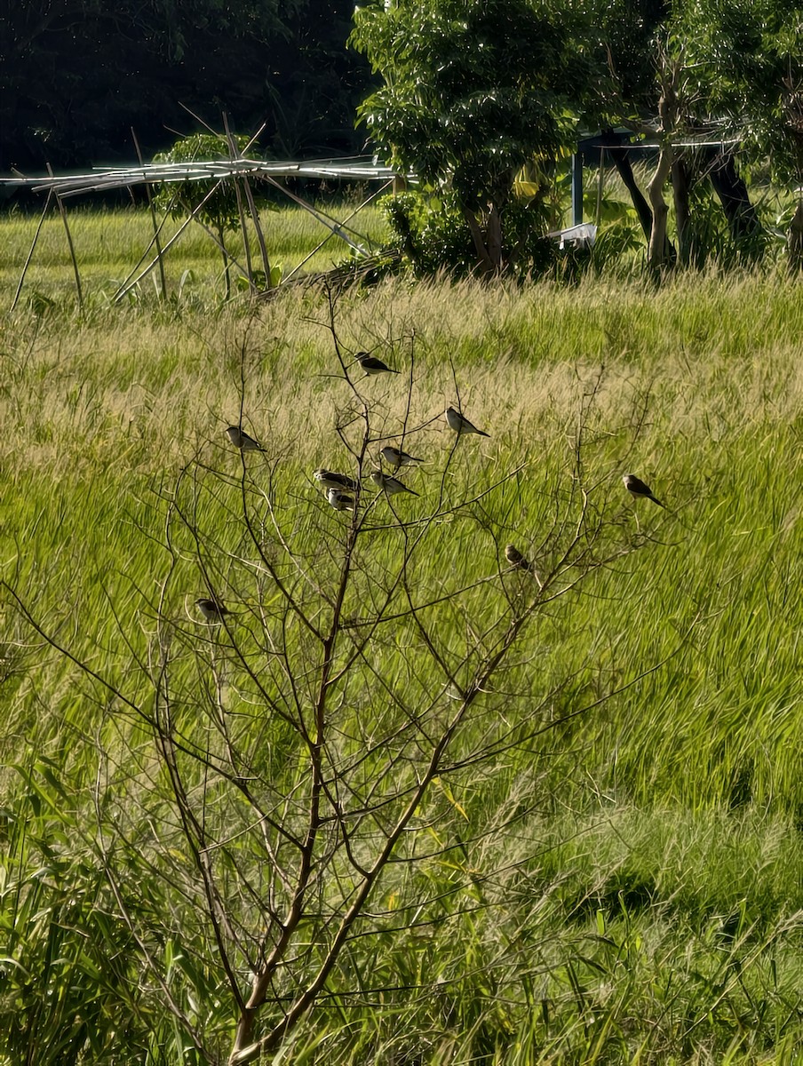 stříbrozobka indická - ML646039986