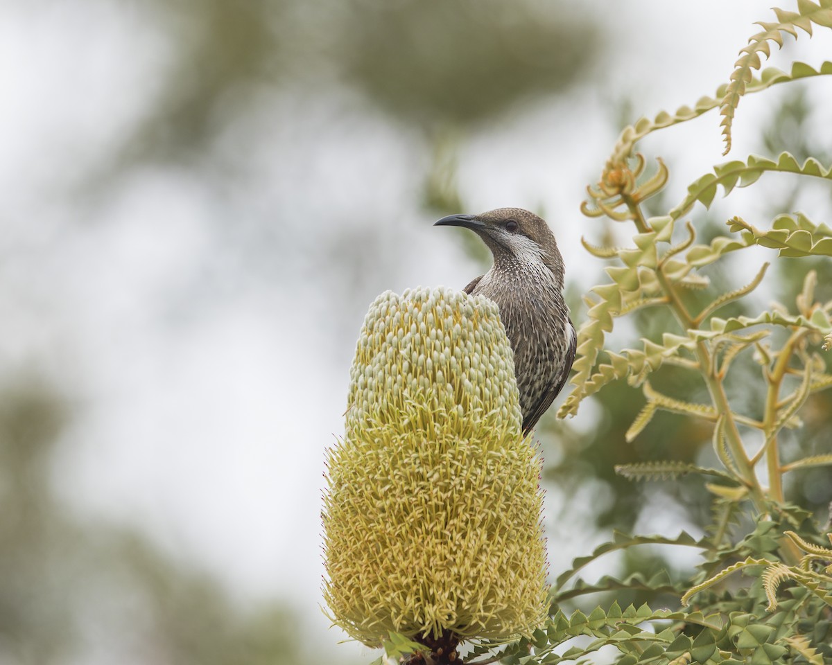 laločnatka stříbrovousá - ML646039987