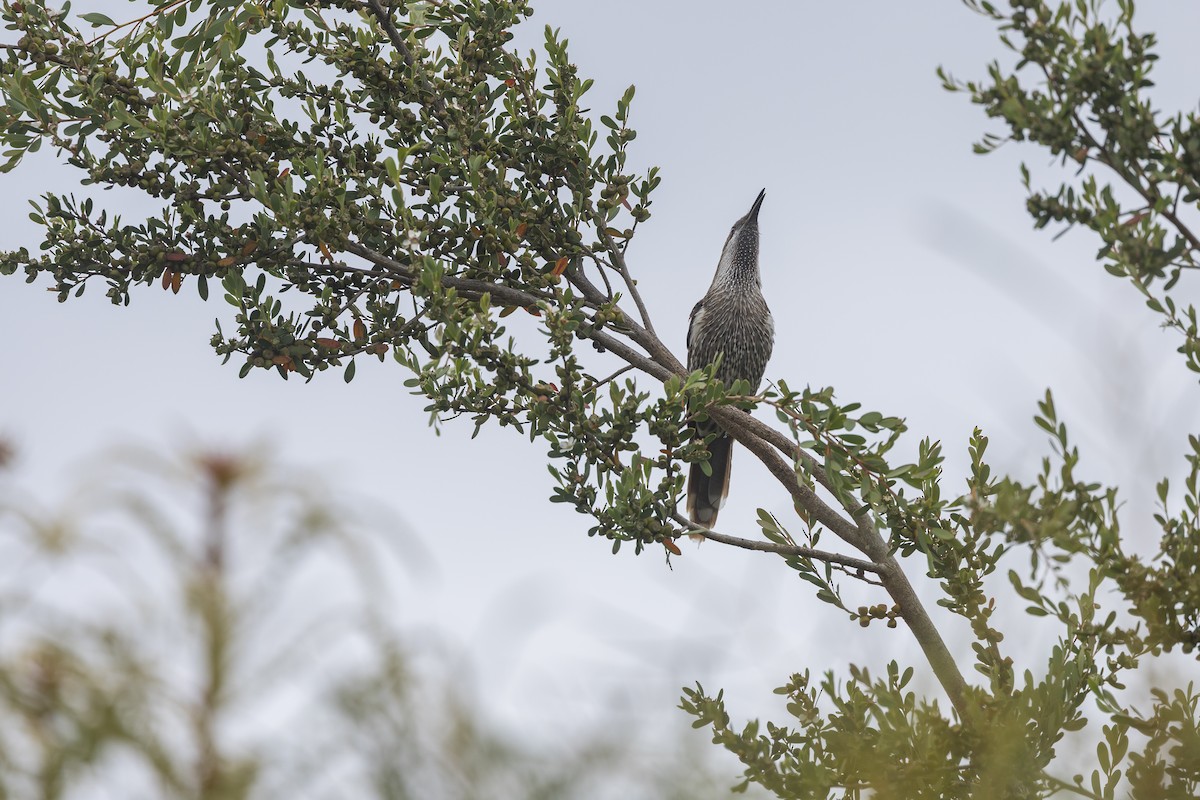laločnatka stříbrovousá - ML646039988