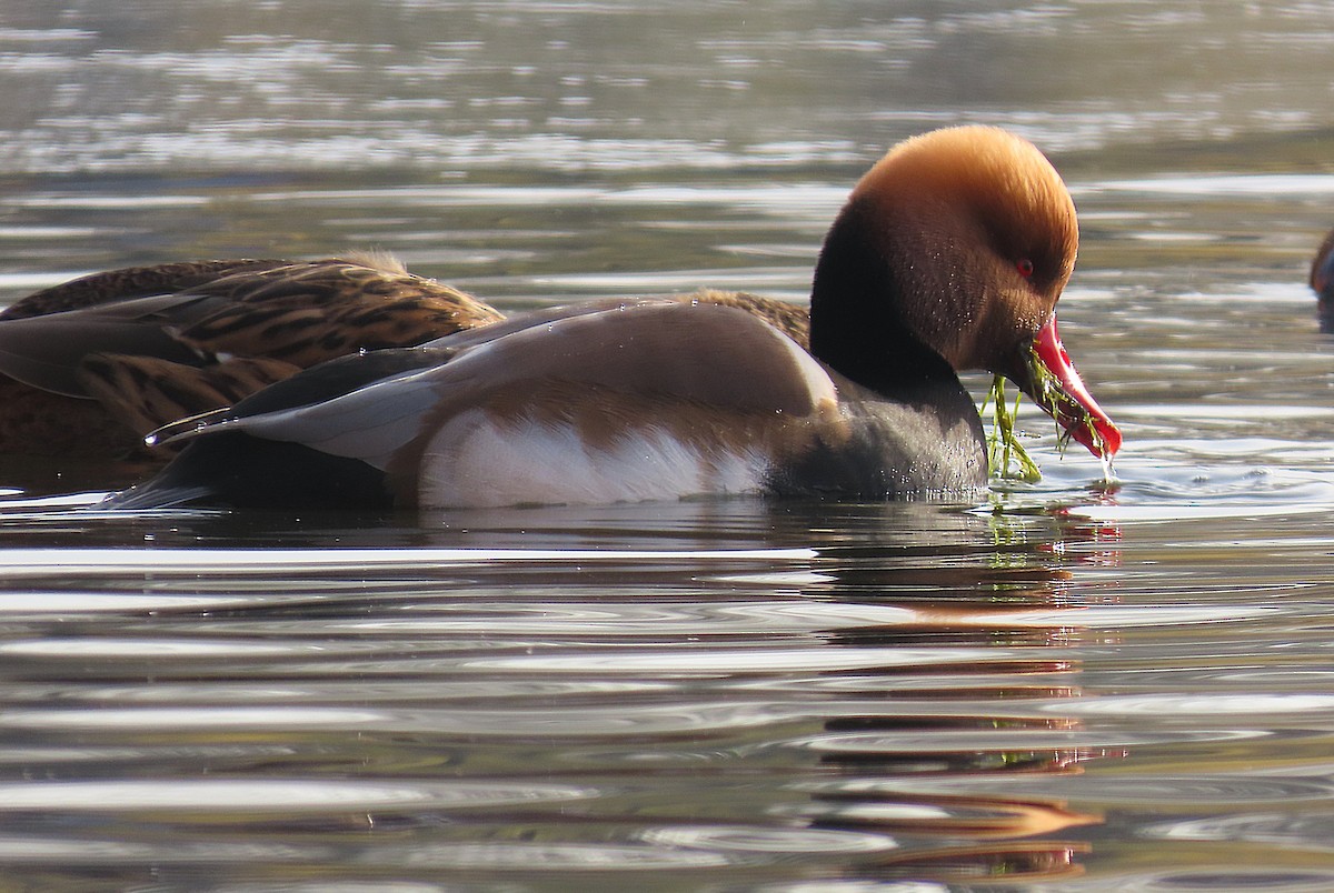 Red-crested Pochard - ML646039992