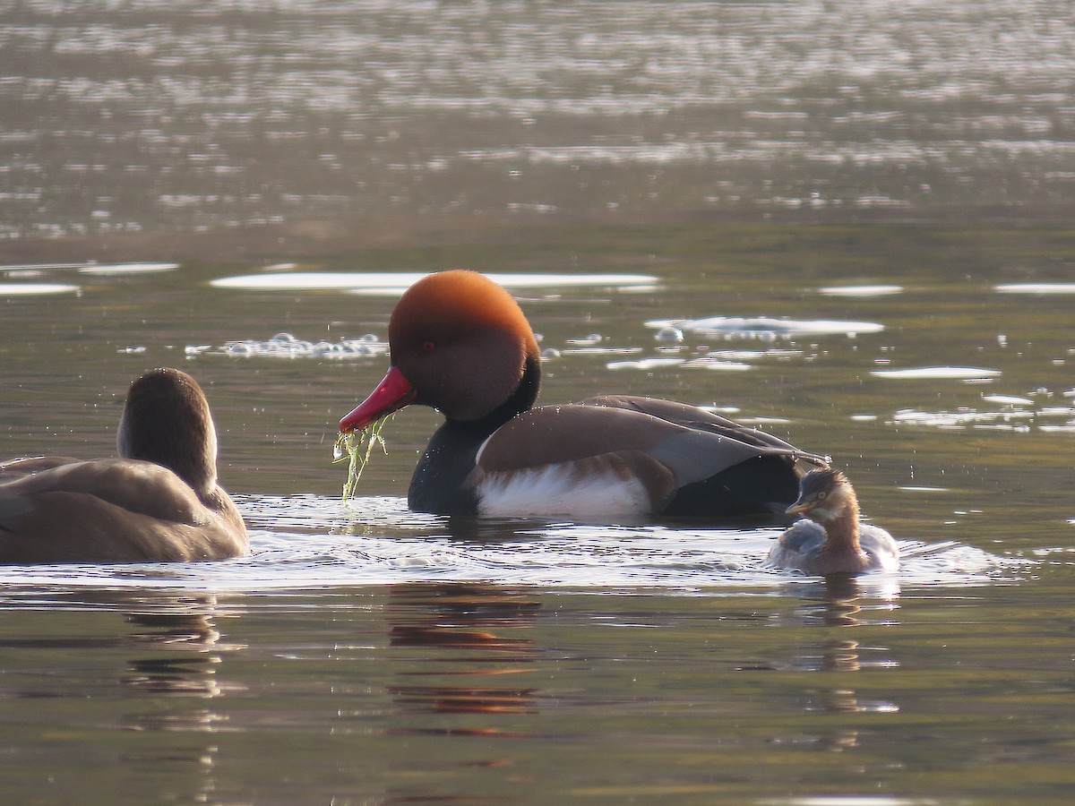 Red-crested Pochard - ML646039993