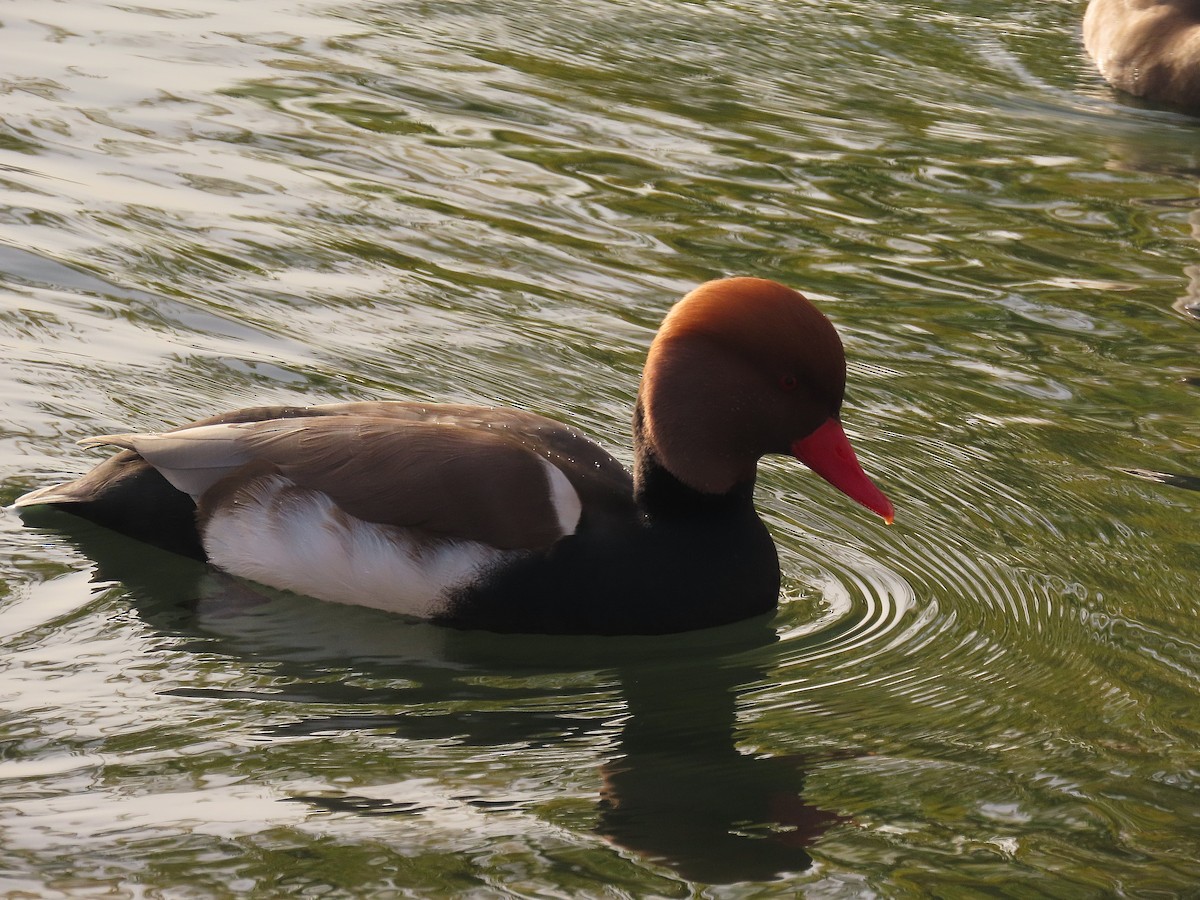 Red-crested Pochard - ML646039994