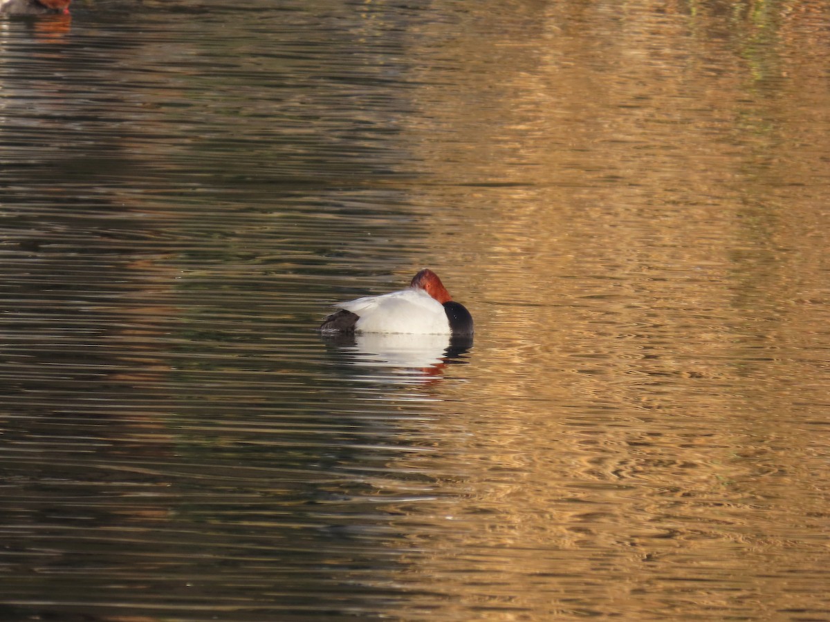 Common Pochard - ML646040001