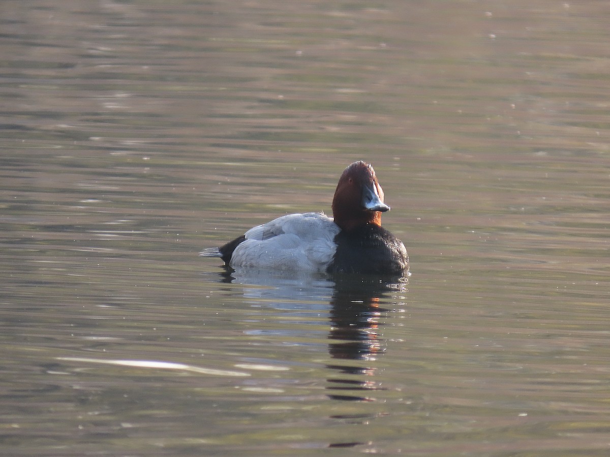 Common Pochard - ML646040002