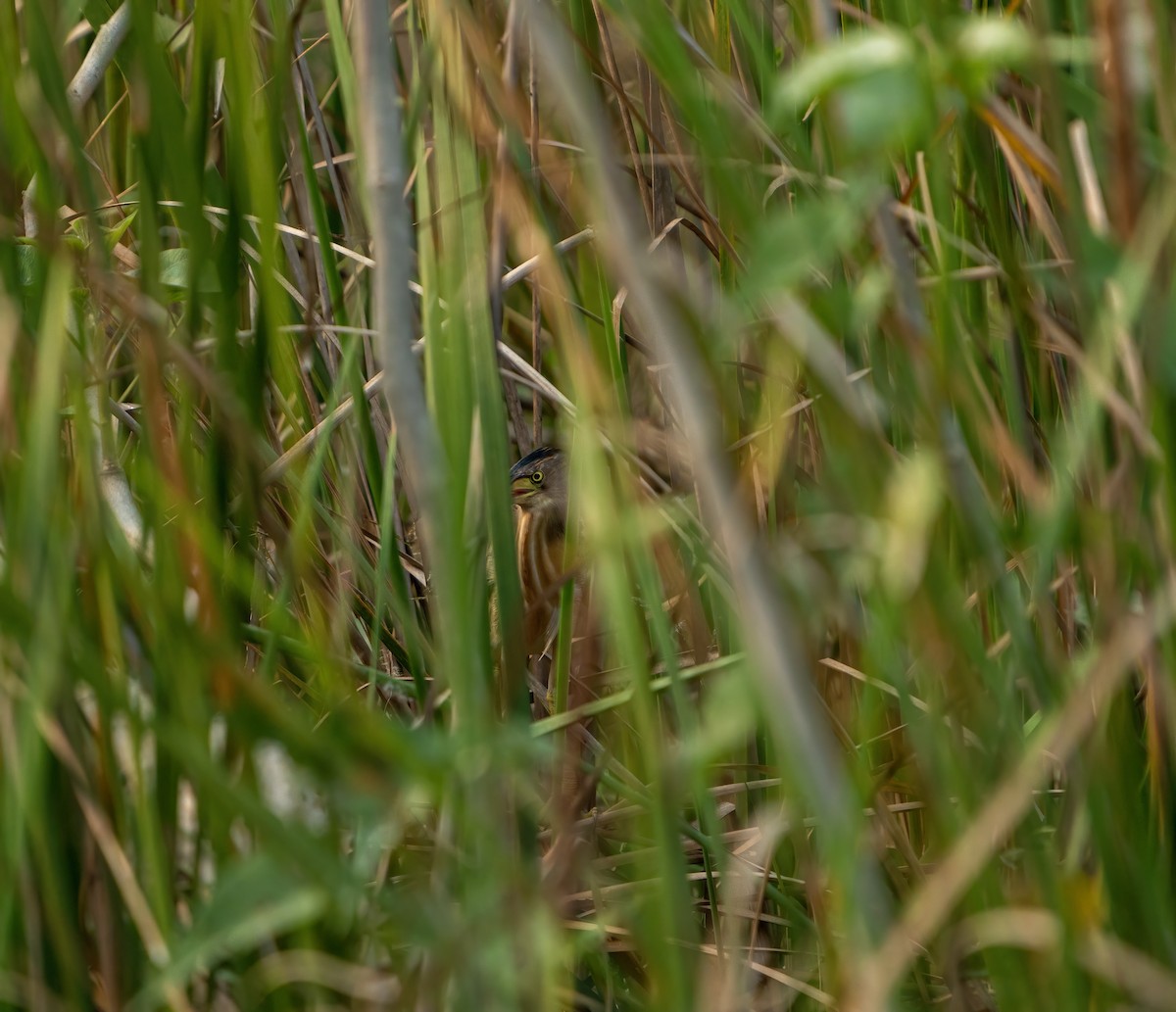 Yellow Bittern - ML646040006