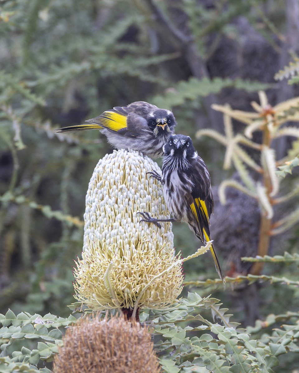 medosavka žlutokřídlá - ML646040014