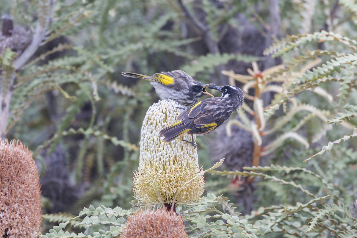 medosavka žlutokřídlá - ML646040016