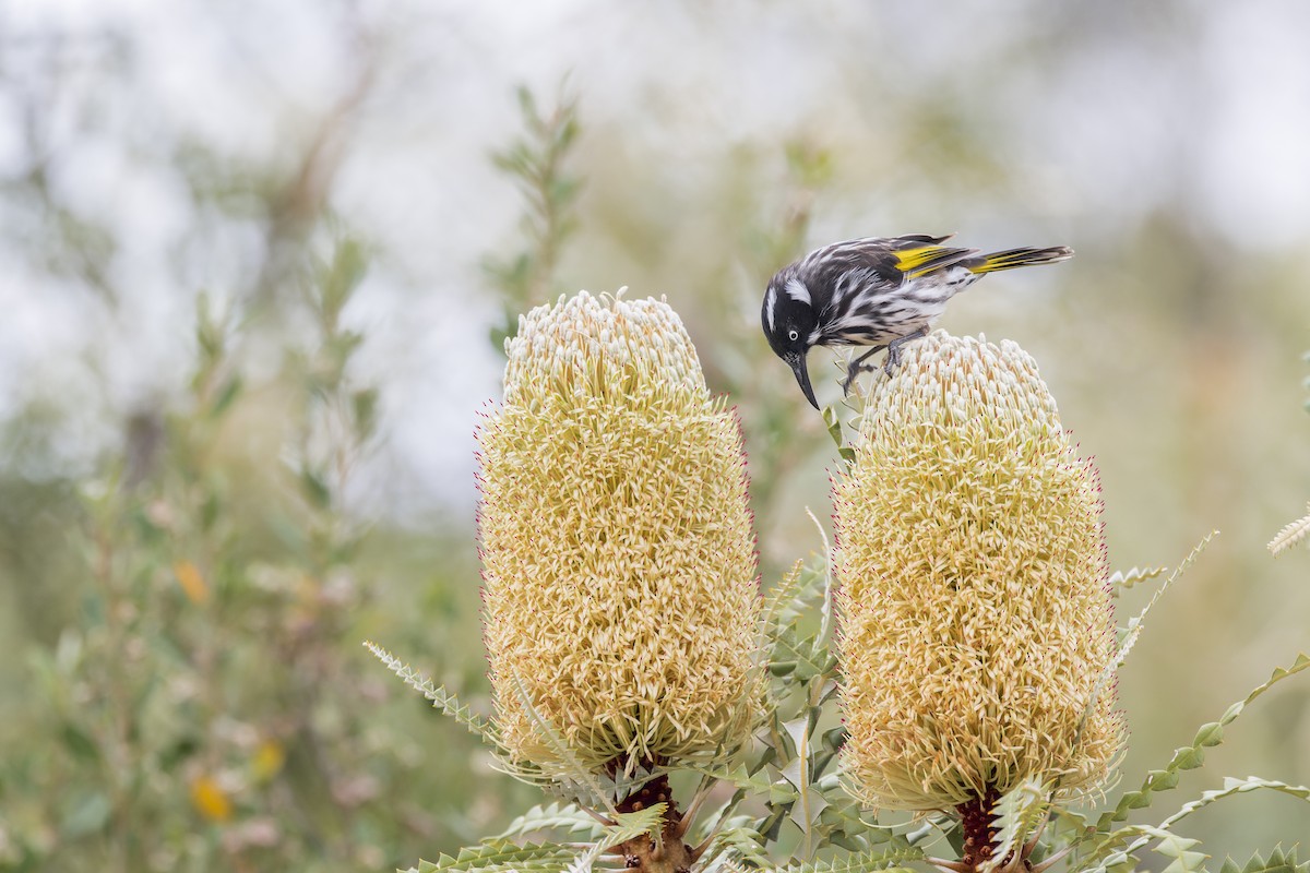 medosavka žlutokřídlá - ML646040017