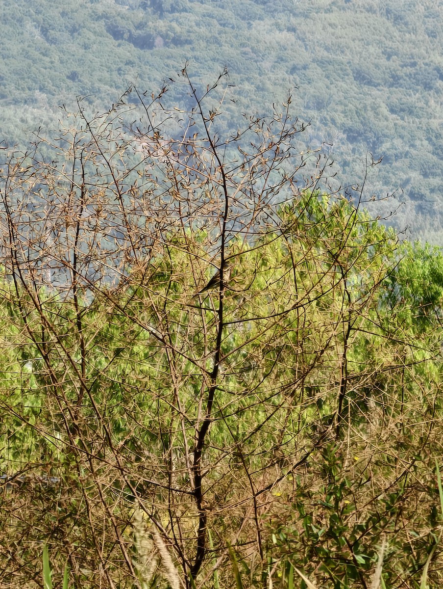 strnad šedokápý - ML646040023