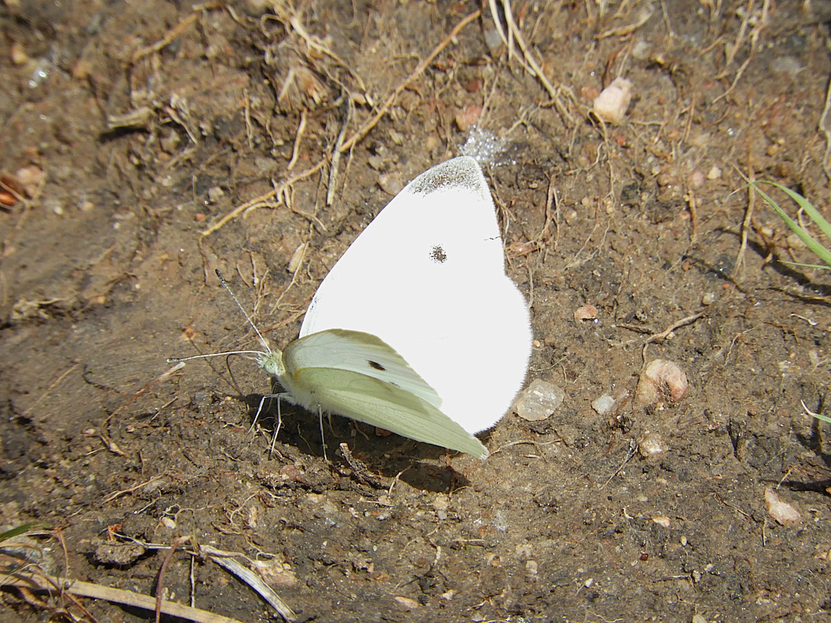 Small White - ML646040032