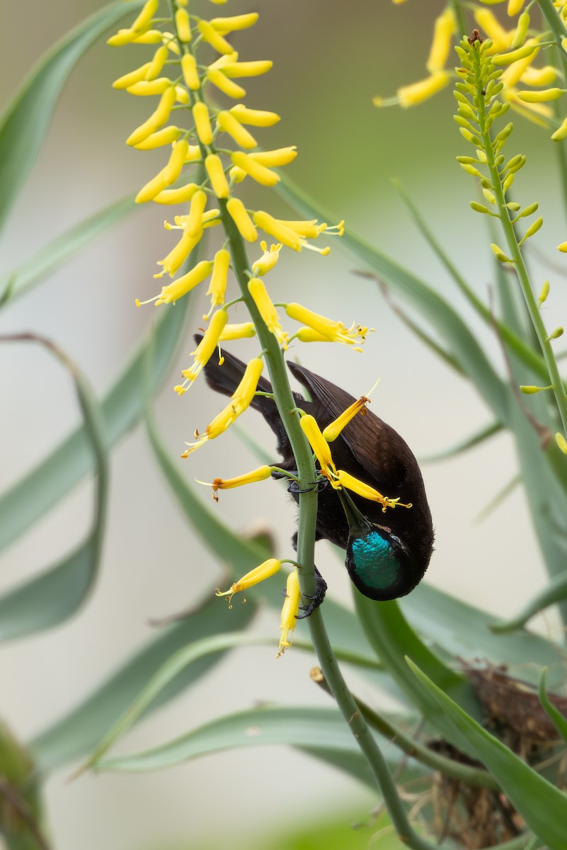 Amethyst Sunbird - ML646040036