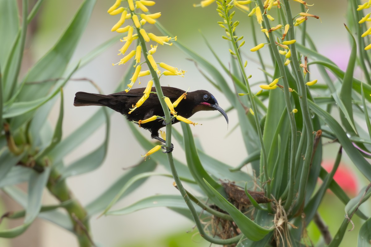 Amethyst Sunbird - ML646040037