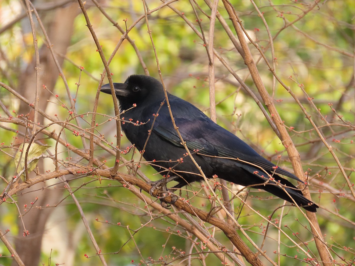 Large-billed Crow - ML646040040
