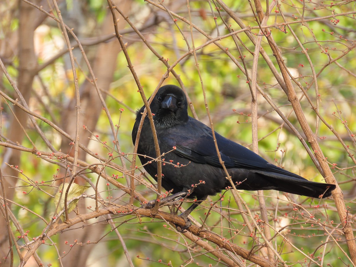Large-billed Crow - ML646040041