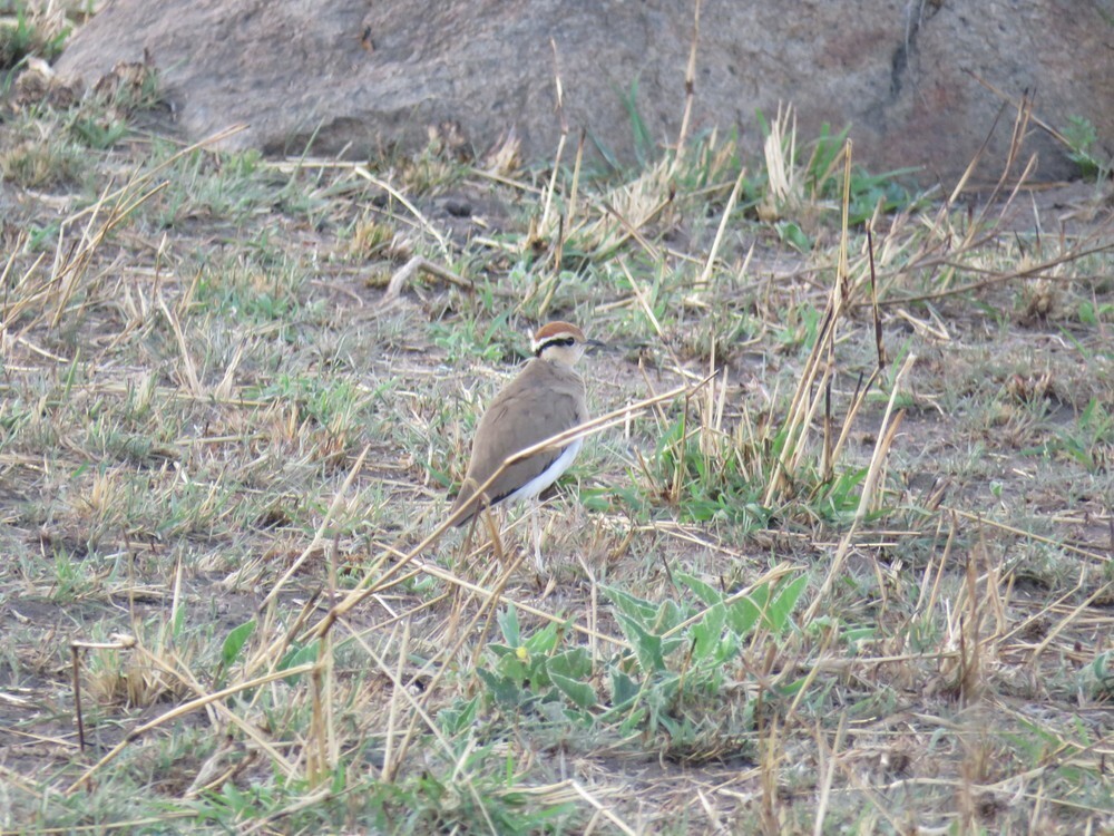 Temminck's Courser - ML646040042