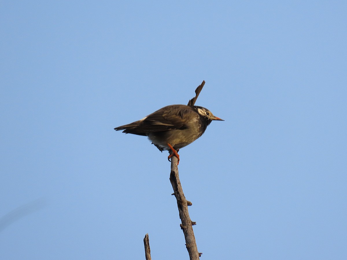 White-cheeked Starling - ML646040048