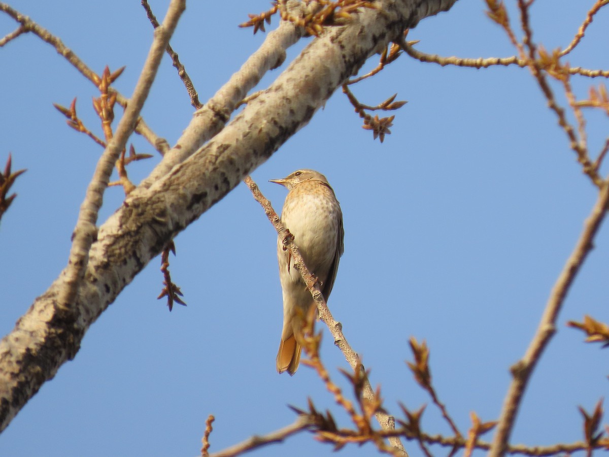 Red-throated Thrush - ML646040058