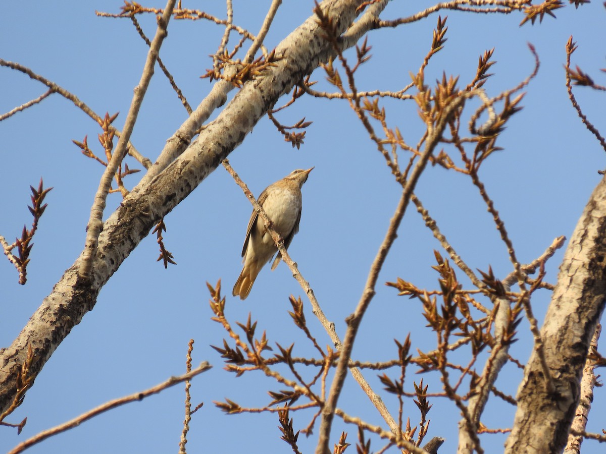 Red-throated Thrush - ML646040059