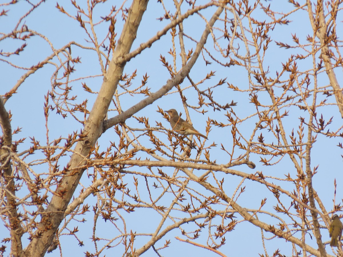Red-throated Thrush - ML646040060