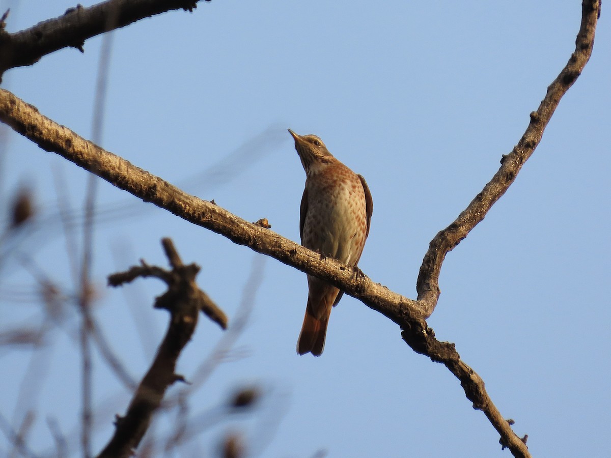 Kızıl Kanatlı Ardıç - ML646040062