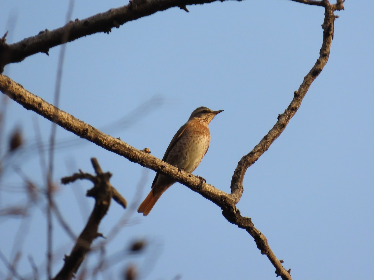 Kızıl Kanatlı Ardıç - ML646040063