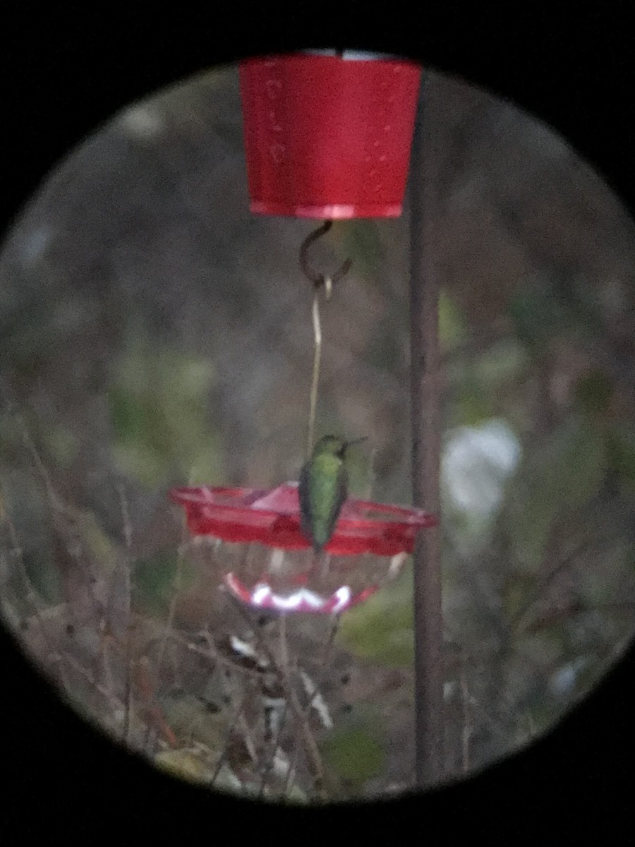 Ruby-throated Hummingbird - ML646040067