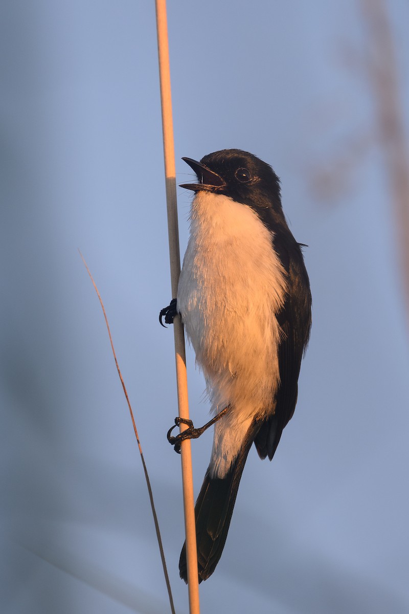 Jerdon's Bushchat - ML646040071