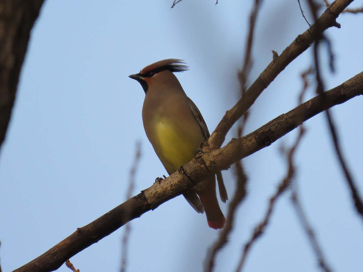 Japanese Waxwing - ML646040076