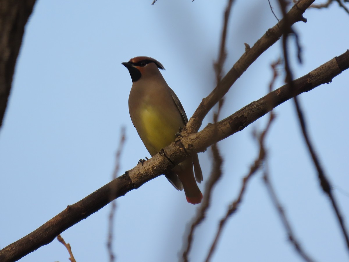 Japanese Waxwing - ML646040077