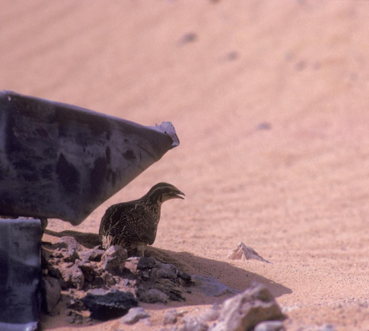 Bıldırcın - ML646040081