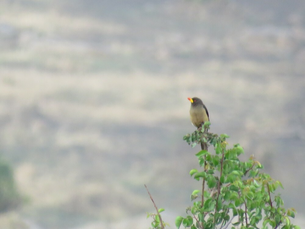 Yellow-billed Oxpecker - ML646040085
