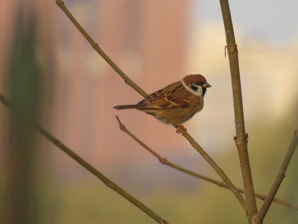 Ağaç Serçesi - ML646040091