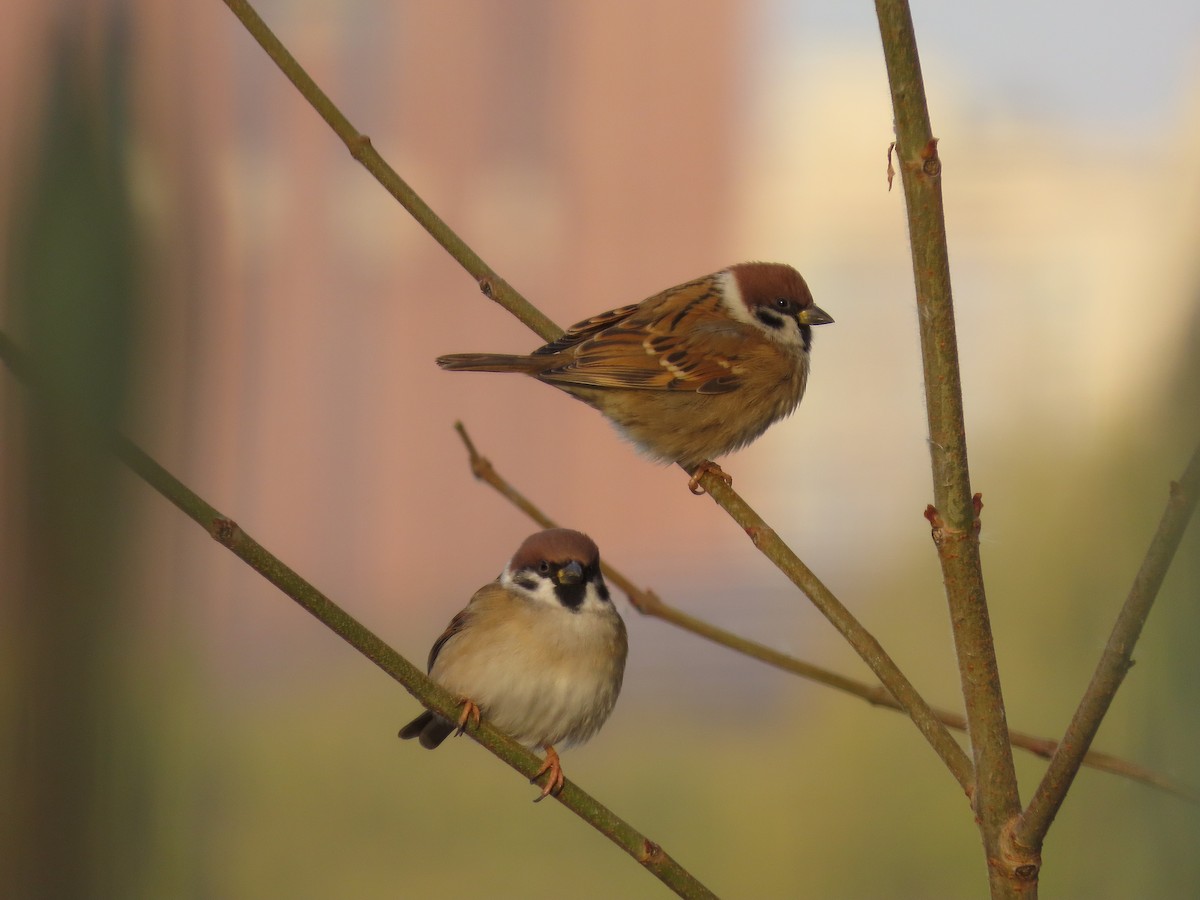 Ağaç Serçesi - ML646040092